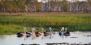 What Is a Wetland? - Types and Characteristics