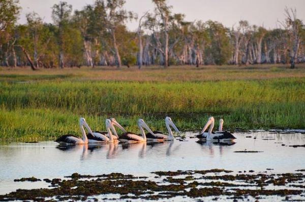 What Is a Wetland? - Types and Characteristics
