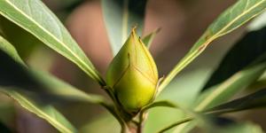 What Is a Whorl in Biology?