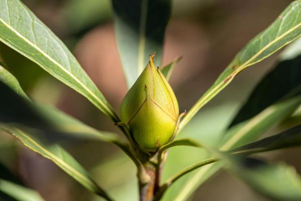 What Is a Whorl in Biology?