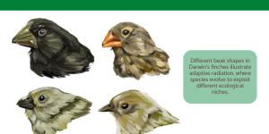 What Is Adaptive Radiation?