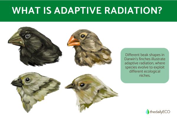 What Is Adaptive Radiation?