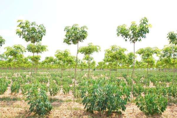 What Is Agroforestry and Its Benefits? - What is agroforestry?