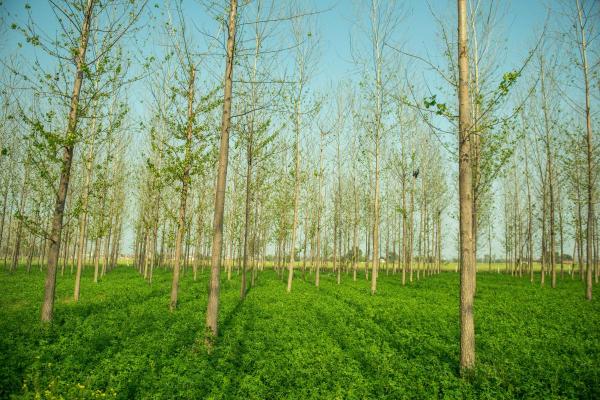 What Is Agroforestry and Its Benefits?