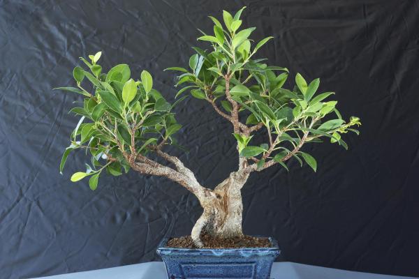 What Is Akadama Soil for Bonsai? - What is akadama used for?