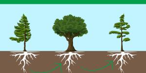 What Is Allelopathy?