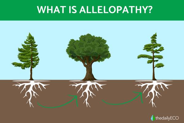 What Is Allelopathy?