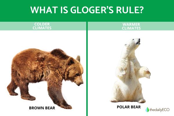Rules of Thermoregulation in Animals - What is Allen's rule?
