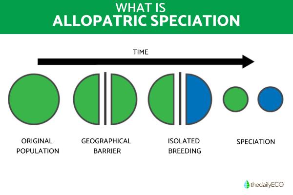 What Is Allopatric Speciation?