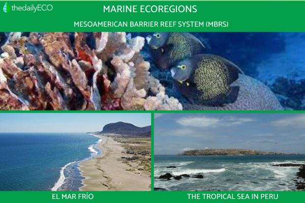What Is an Ecoregion? - Definition With Examples -