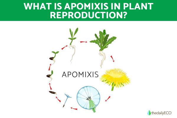 What Is Apomixis and Its Types? - What is apomixis?