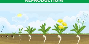 What Is Apomixis and Its Types?