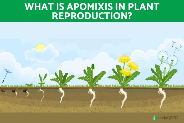 What Is Apomixis and Its Types?