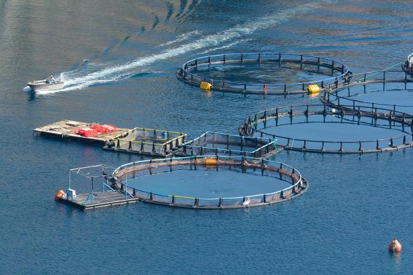 What Is Aquaculture in Agriculture? - What is aquaculture?