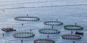 What Is Aquaculture in Agriculture?