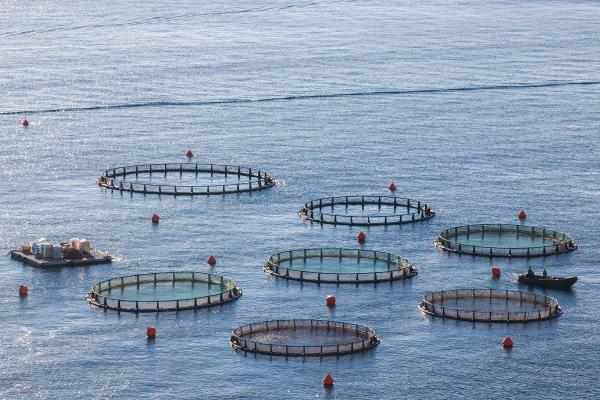 What Is Aquaculture in Agriculture?