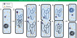 What Is Binary Fission in Biology?