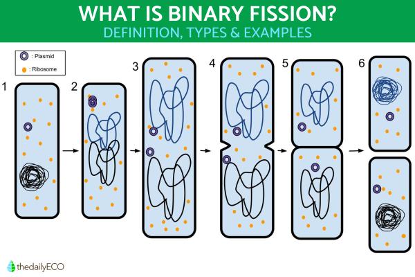 What Is Binary Fission in Biology?