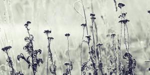What Is Black Frost?