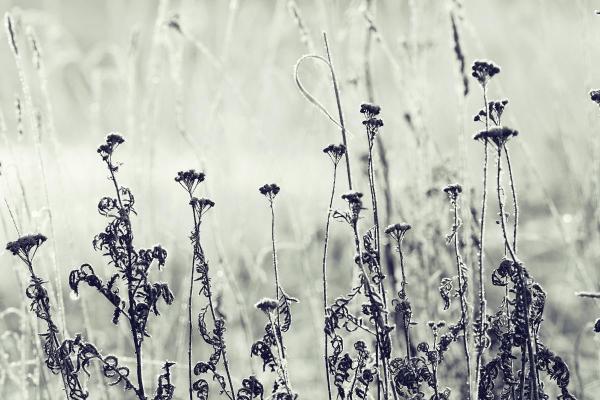 What Is Black Frost?