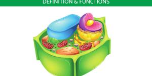 What Is Cell Wall and Its Function?