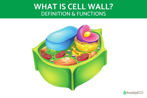What Is Cell Wall and Its Function?