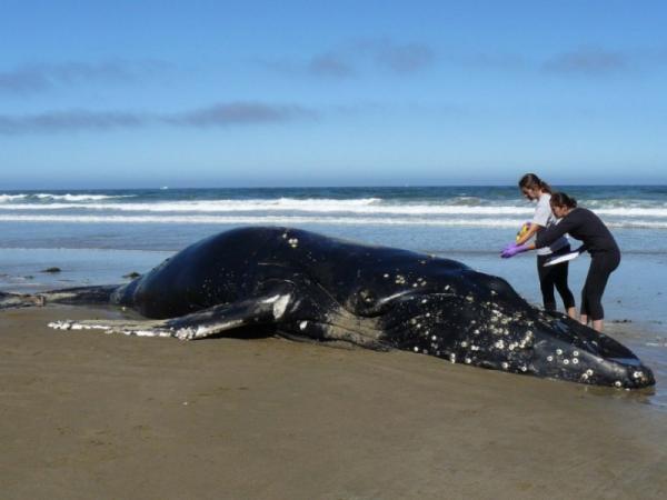 Why Do Whales and Dolphins Beach Themselves? - Cetacean Stranding - What is cetacean stranding?