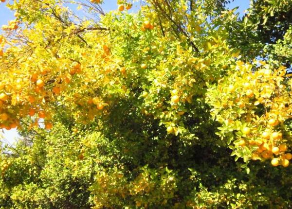 Chlorosis in Plants - Save Your Plants From Yellow Leaves - What is chlorosis in plants?