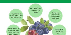 What Is Considered a Berry?