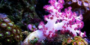 What Is Considered a Soft Coral?