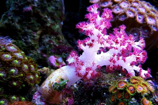 What Is Considered a Soft Coral?