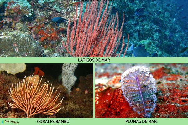What Is Considered a Soft Coral? -