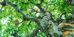 What Is Considered a Woody Plant?