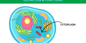 What Is Cytoplasm and Its Function?