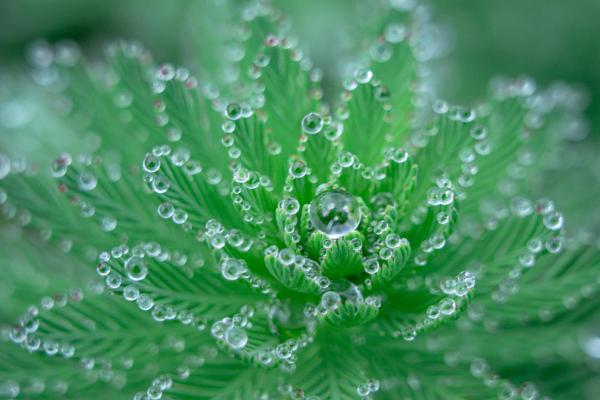 What Is Dew and How Does It Form? - What is dew?