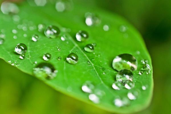 What Is Dew and How Does It Form?