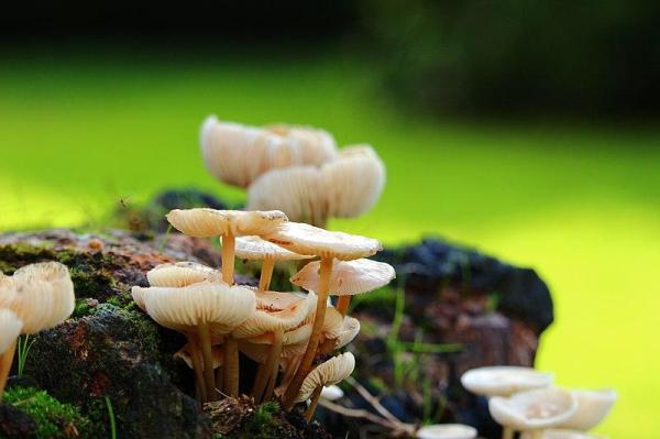 What Is the Meaning of Heterotrophic Organisms? - What is different between Autotrophs and Heterotrophs?