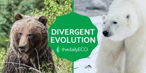 What Is Divergent Evolution? - Definition, Causes, Examples