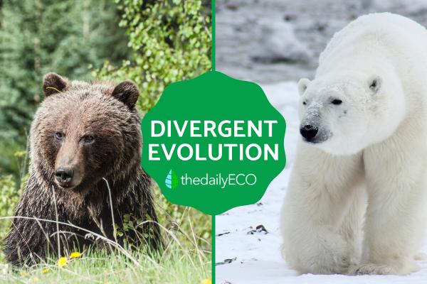 What Is Divergent Evolution? - Definition, Causes, Examples