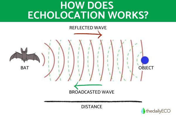 What Is Echolocation and What Animals Use It? - What is echolocation?
