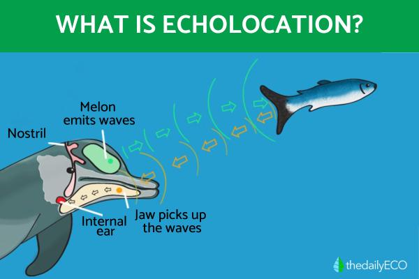 What Is Echolocation and What Animals Use It?
