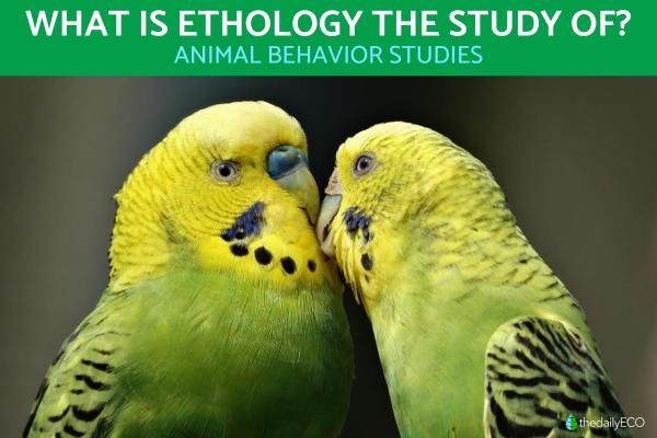 What Is Ethology the Study Of?
