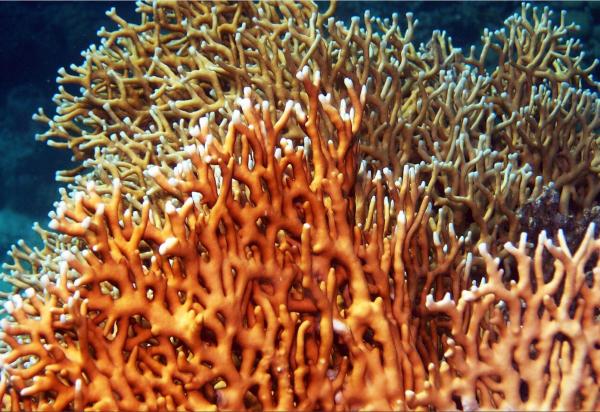 What Is Fire Coral? - The Coral That Stings - What is fire coral?