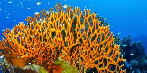 What Is Fire Coral? - The Coral That Stings