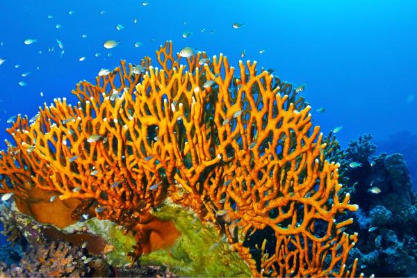 What Is Fire Coral? - The Coral That Stings