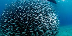 What Is Fish Shoaling?