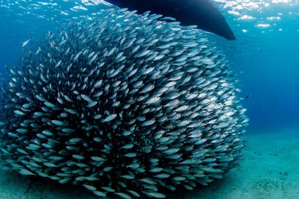 What Is Fish Shoaling?
