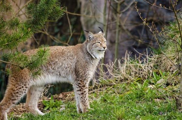 What Is the Meaning of Flora and Fauna? - What is flora and fauna?