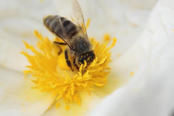 What Is Flower Nectar? - What is flower nectar?