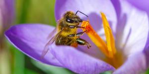 What Is Flower Nectar?